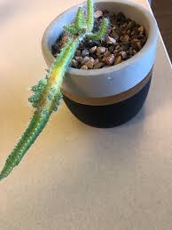 How to grow dog tail cacti. My Dog Tail Cactus Is Turning Yellow Is There Any Hope Plantclinic