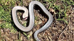 Minnow traps (and the eggs) usually work great to trick and trap these snakes if you have chickens in your yard. North Carolina Issues Warning About Zombie Snake That Tends To Play Dead Abc News