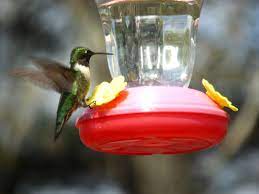 It's called candidiasis, and it causes a swollen tongue, leading to a death of slow starvation. The Enchanted Tree Attracting And Feeding Hummingbirds
