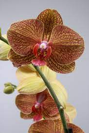 Pin On Phalaenopsis Orchids Of Alice Adventures Zoom