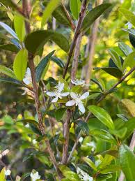 Image result for Ehretia rigida