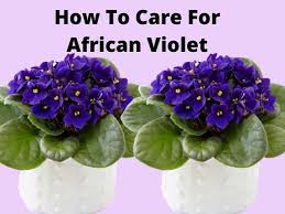 Larkspur flowers are easy to grow and need minimal care. Fastest Growing Flower Seeds For Science Project Flowersandflowerthings