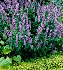 Image result for Asterochaete angustissima