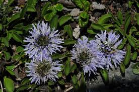 Image result for Limnophila ceratophylloides