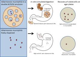 Muciniphila and why it is so exciting. Encapsulation Of The Therapeutic Microbe Akkermansia Muciniphila In A Double Emulsion Enhances Survival In Simulated Gastric Conditions Sciencedirect