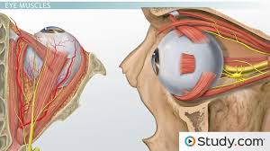 Maybe you would like to learn more about one of these? Muscles Of The Head And Neck Anatomy Motion Support Video Lesson Transcript Study Com