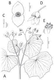 Begonia Flower Diagram Best Flower Wallpaper