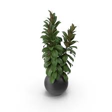 Green leafed plants, plant tree window box shrub, potted trees trees transparent background png clipart. Potted Plant Png Images Psds For Download Pixelsquid