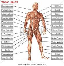 The human muscular system is complex and has many functions in the body. Dorsi Images Illustrations Vectors Free Bigstock