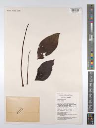 Image result for Lijndenia sp. cf barteri