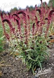 Image result for Lysimachia angustiloba
