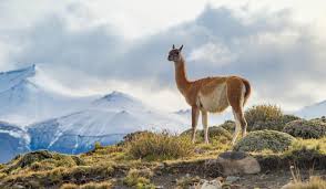 What Animals Live In The Andes Mountains In 2020 Andes Mountains Andes Animals