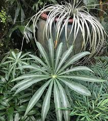 Image result for Arisaema