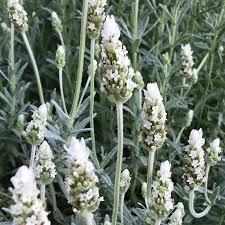 Image result for Lavandula dentata