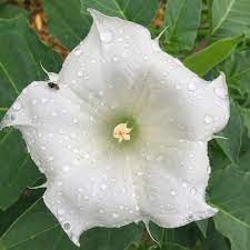 These remedies cure, not by attacking disease, but by flooding our bodies with the beautiful vibrations of our higher nature, in the presence of which disease melts as snow in the sunshine. Datura Inoxia Flower Essence Bane Folk
