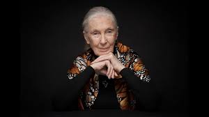 Goodall's four decades of advocacy work for chimpanzees and depicts the next chapter. Dr Jane Goodall The Legend The Lessons The Hope The Tim Ferriss Show Youtube