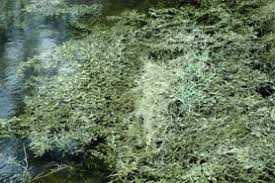 Image result for Hygrophila spiciformis