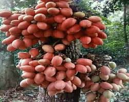 Image result for Scorodophloeus zenkeri