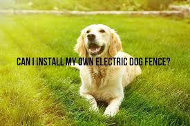 Can invisible fence be installed above ground? Can I Install My Own Electric Dog Fence