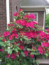 A Beautiful Nova Zembla Rhododendron Gorgeous Color That Is A Favorite 5 9 16 Flower Garden Plants Landscape Decor Diy Flowering Vines