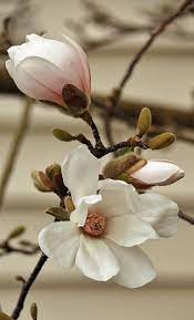 Pin On Botanical