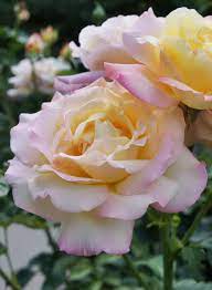 Floss flowers come in pinks, lavenders, and shades of blue. Spruce Up Your Garden With These Helpful Tips Peace Rose Beautiful Flowers Love Flowers