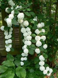 Viburnum Arbuste Robuste Peut Servir De Haie Idees Jardin Jardins Blancs Et Jardins