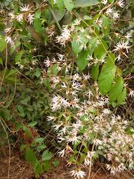 Image result for Baissea