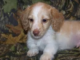 This dog is a rescue from a hoarding situation that has developed some severe behavioral american pit bull terrier · wilmington, nc. Dachshunds Puppies Akc Now Ready For Sale In Chillicothe Ohio Classified Americanlisted Com