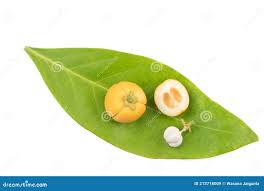 Image result for Suregada