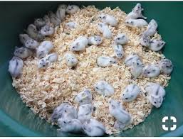 Black And White Syrian Hamster For Sale Mini Marshmallows Cute Hamsters Cute Baby Animals Cute Animals