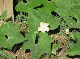 Image result for Lagenaria siceraria