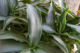 Image result for Murdannia stricta