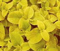 Image result for Coleus shirensis