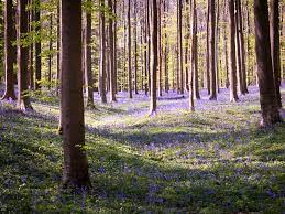 In totaal telt het hallerbos drie wandelingen: Hyacintenwandeling In Het Hallerbos Mooiste Wandelingen