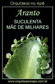 Aranto Mae De Milhares Kalanchoe Daigremontiana Cactos E Suculentas Suculentas E Jardinagem E Paisagismo