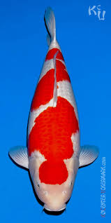 Our koi are directly imported from momotaro koi farm japan. Momotaro Koicenter Uckermark