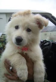 Cara Cute Puppies Cute Animals Shepherd Puppies