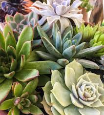 See more ideas about cactus, cactus and succulents, succulents. 7 Succulent Tips And 5 Succulent Mistakes To Master Echeveria Species Cacti And More Hearth And Vine