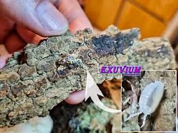 Image result for Isoberlinia tomentosa