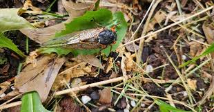 Cicadas across Illinois