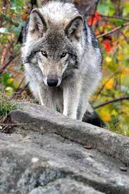 Grey Wolf Wolf Dog Animals Beautiful Wolf Love