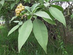 Image result for Solanum mauritianum