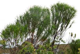 Image result for Anthospermum vallicola