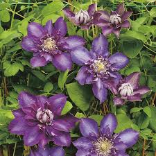 Other common names clematis 'royalty'. Notes On The Busiest Time Of The Year In The Garden Smithers Interior News