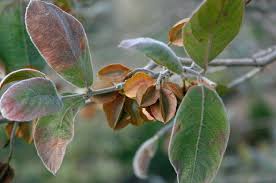 Image result for Combretum pisoniiflorum