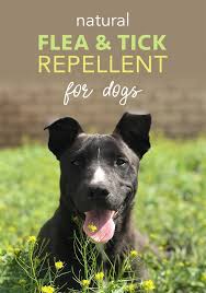 10 tropiclean natural flea & tick yard spray. Homemade Tick Repellent Recipe Five Spot Green Living