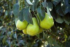 Check spelling or type a new query. 39 Growing In Zone 10 Ideas Fruit Trees Zone 10 Fruit
