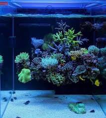 Diy Fish Tank Decorations Themes Aquascaping Fresh Water Decor Ideas Small Aquascaping Homemade Creat Saltwater Aquarium Reef Tank Aquascaping Reef Aquarium