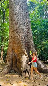 Image result for Milicia excelsa